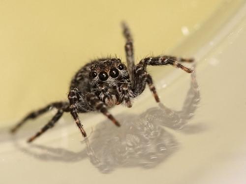 Réf. 253 774 : Attulus pubescens